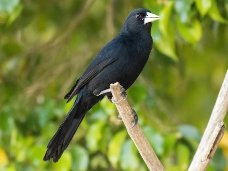 Solitary Black Cacique, Photos 2
