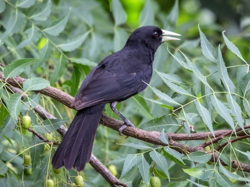 Solitary Black Cacique, Photos 4