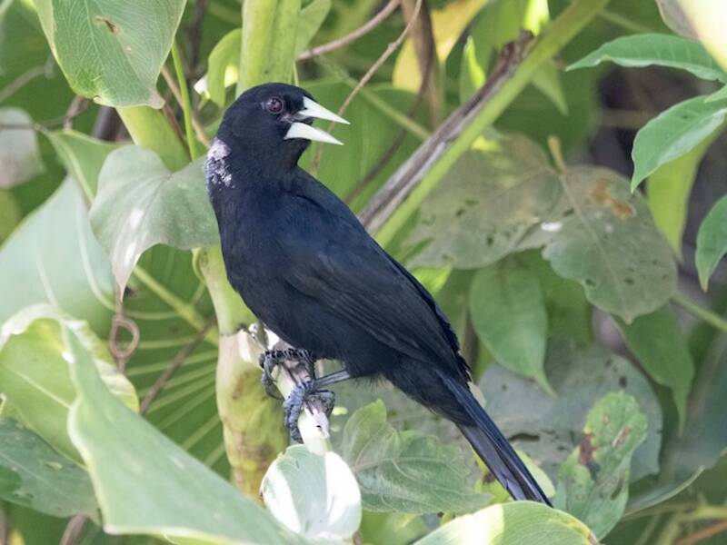 Solitary Black Cacique, Photos 3