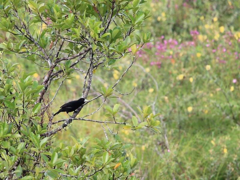 Solitary Black Cacique