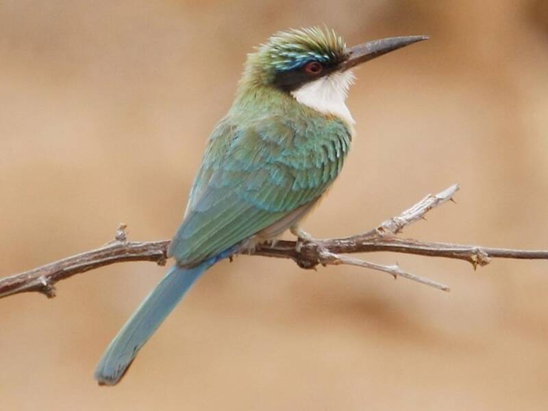 Somali-Bienenfresser, Fotos 4