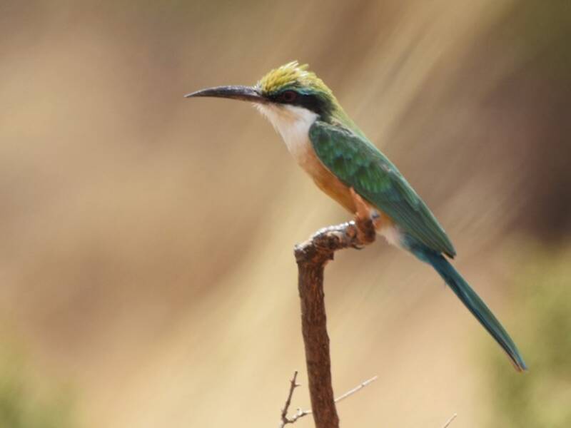 Somali-Bienenfresser, Fotos 2