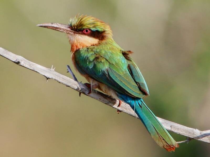 Somali-Bienenfresser, Fotos 3