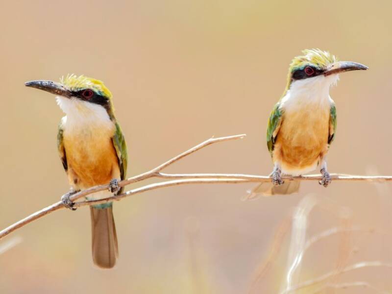 Somali-Bienenfresser
