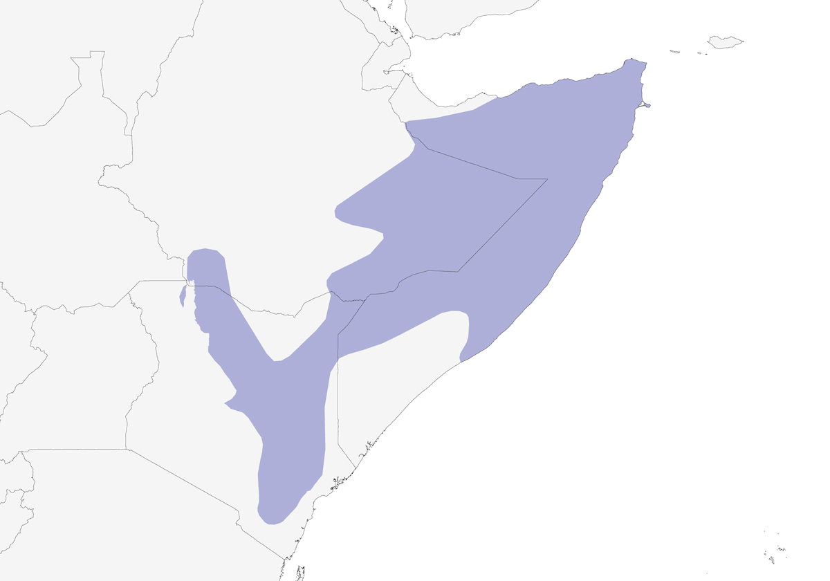 Somali-Bienenfresser, Verbreitung 1