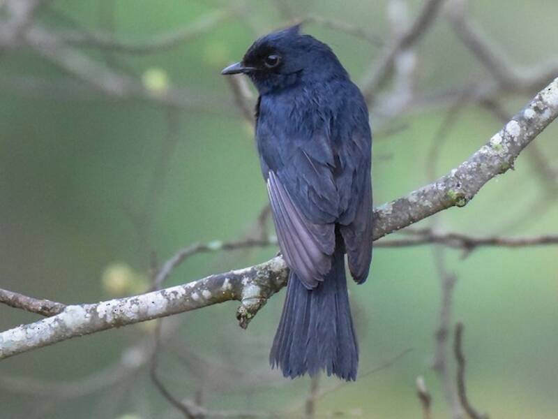 Southern Black-Flycatcher