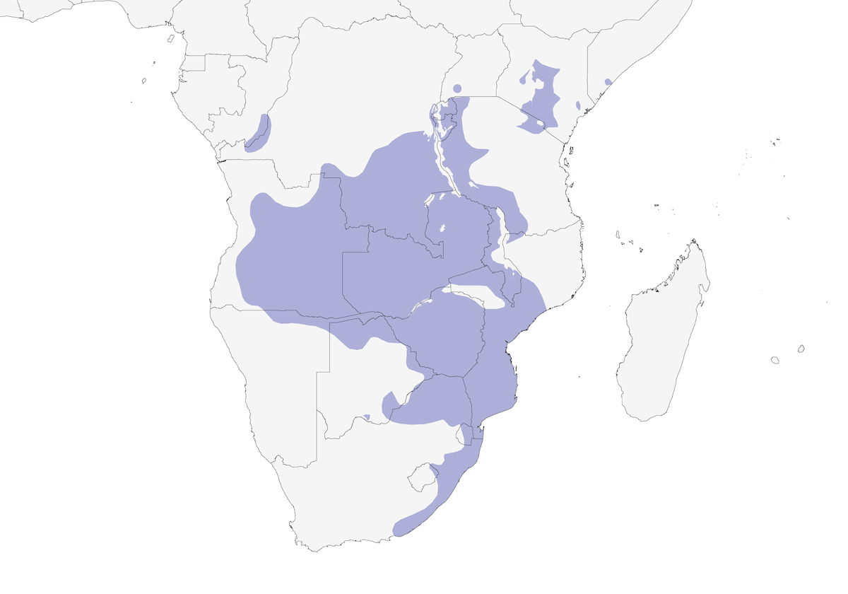 Papamoscas negro austral, Distribución 1
