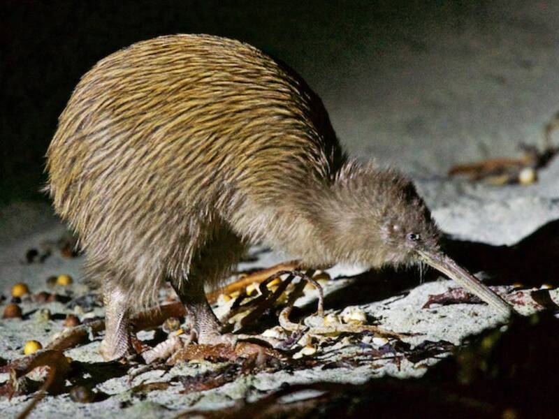 Southern Brown Kiwi, 照片 3