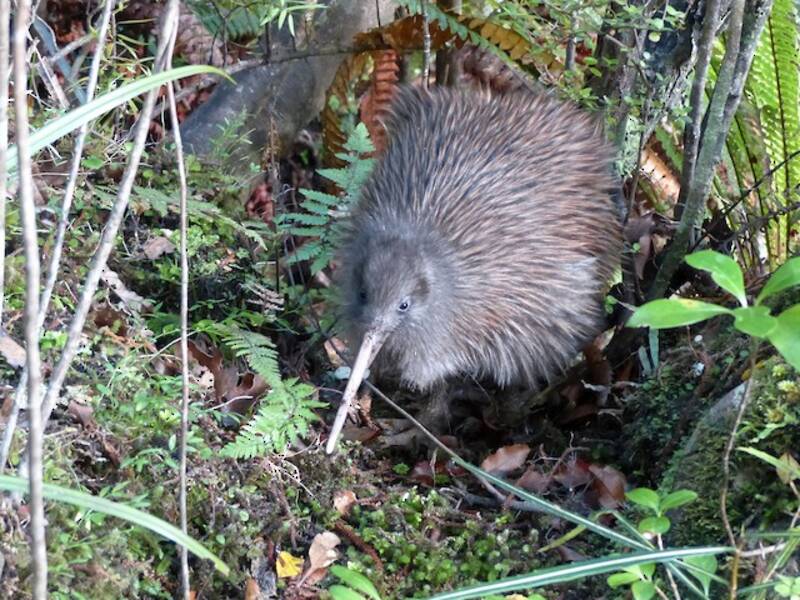 Southern Brown Kiwi, 照片 4