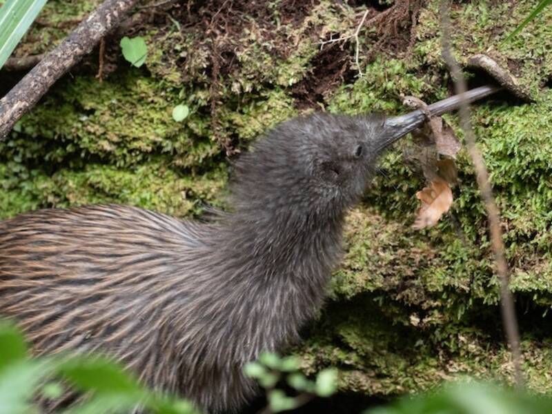 Kiwi bruno meridionale