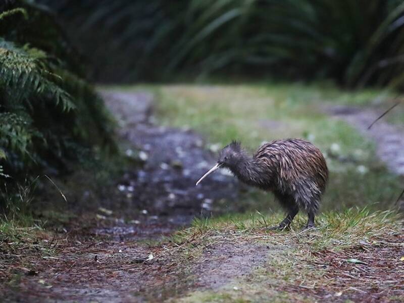 Southern Brown Kiwi, 照片 2