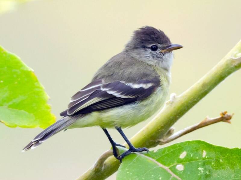 Südlicher Bartlos-Tyrannulet