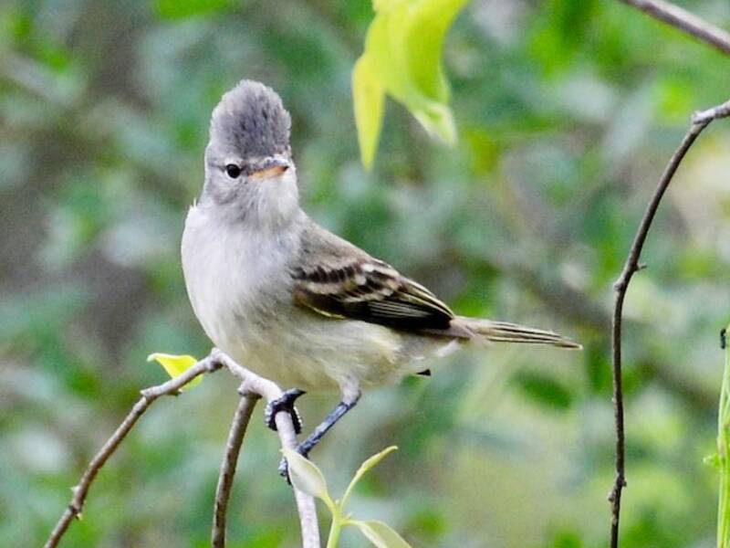 Südlicher Bartlos-Tyrannulet, Fotos 2