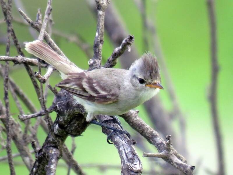 Südlicher Bartlos-Tyrannulet, Fotos 3