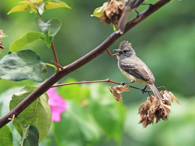 Südlicher Bartlos-Tyrannulet, Fotos 4