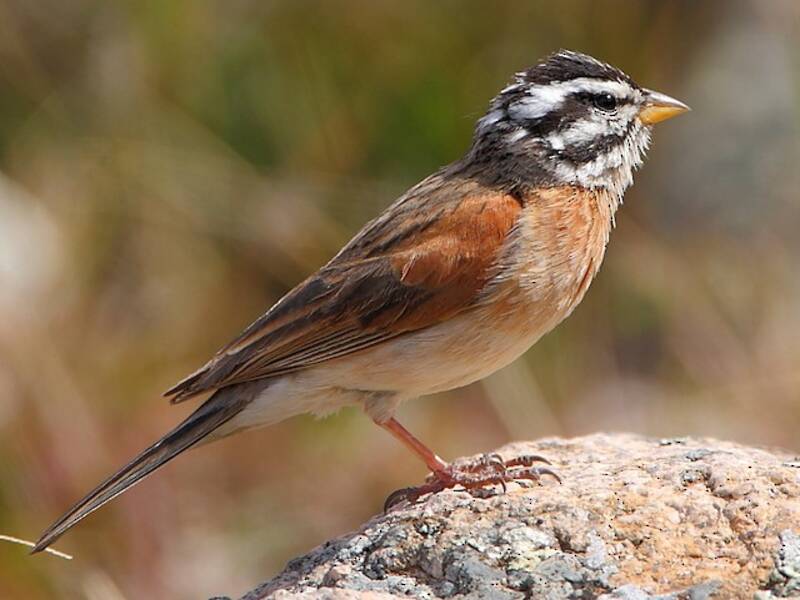 Sokotrabaldze - Emberiza socotrana