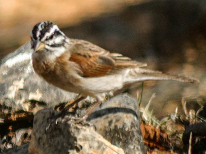 Ortolano di Socotra, Foto 3
