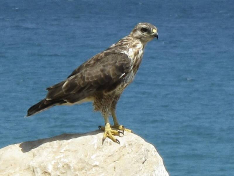 Busardo de Socotra, Fotos 3
