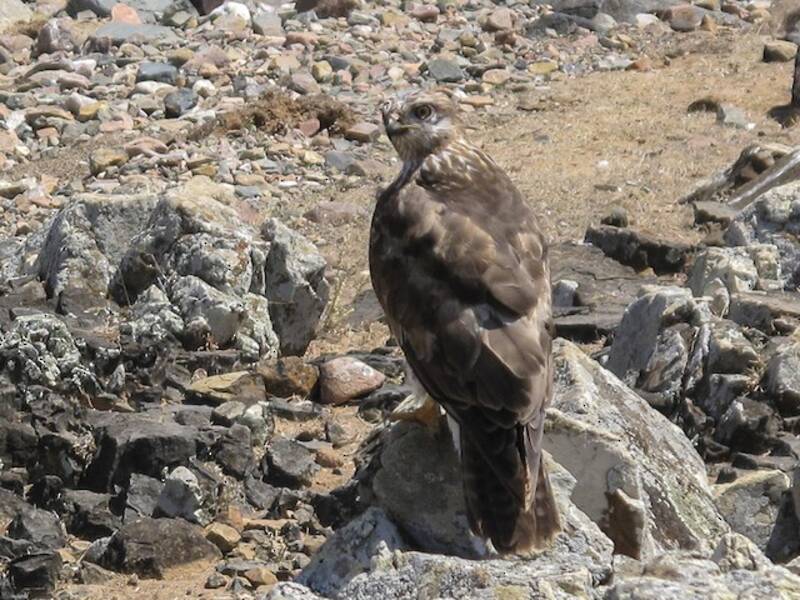 Busardo de Socotra, Fotos 2