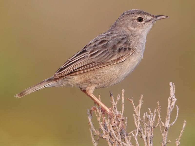 Cisticola di Socotra, Foto 4
