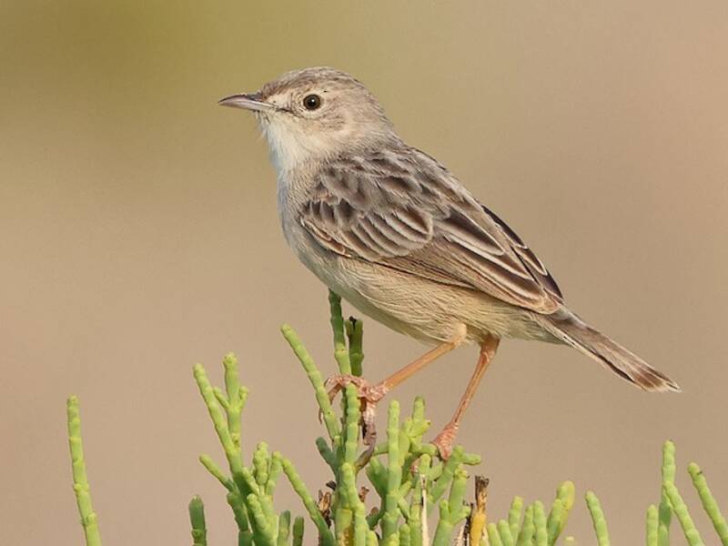 Cisticola di Socotra, Foto 2