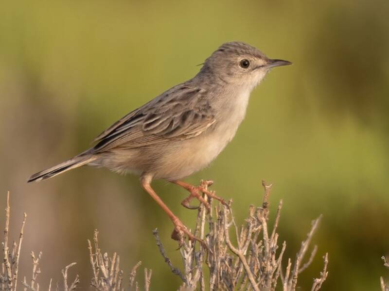 Cisticola di Socotra, Foto 3