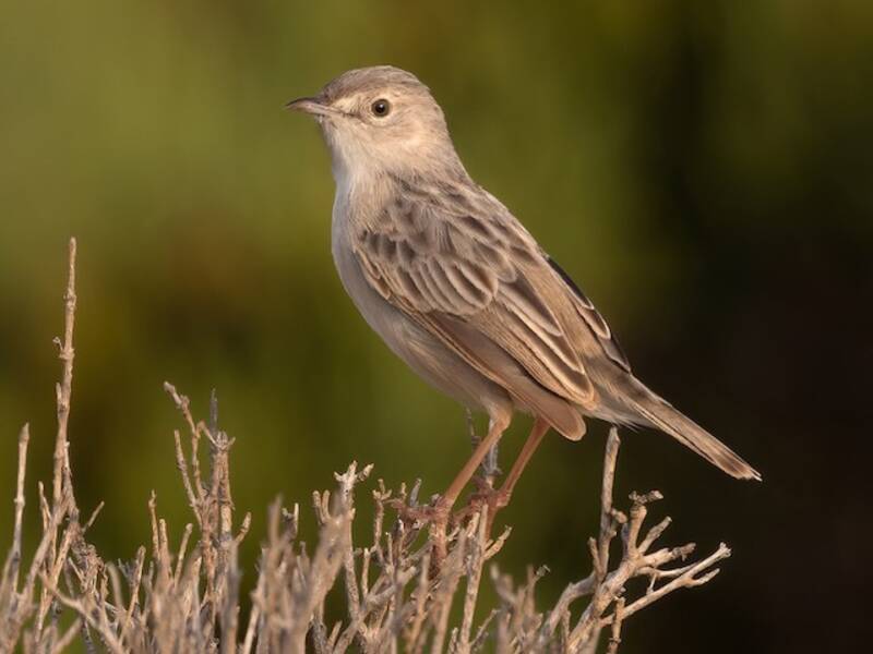 Cisticola di Socotra