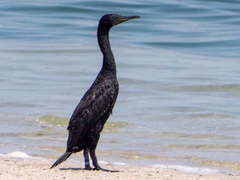 Cormorano di Socotra, Foto 2