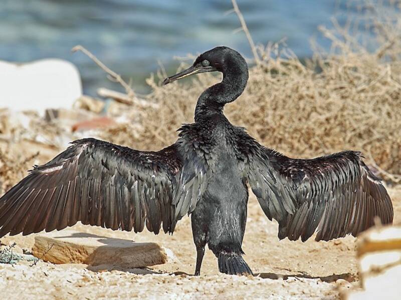 Cormorano di Socotra, Foto 3