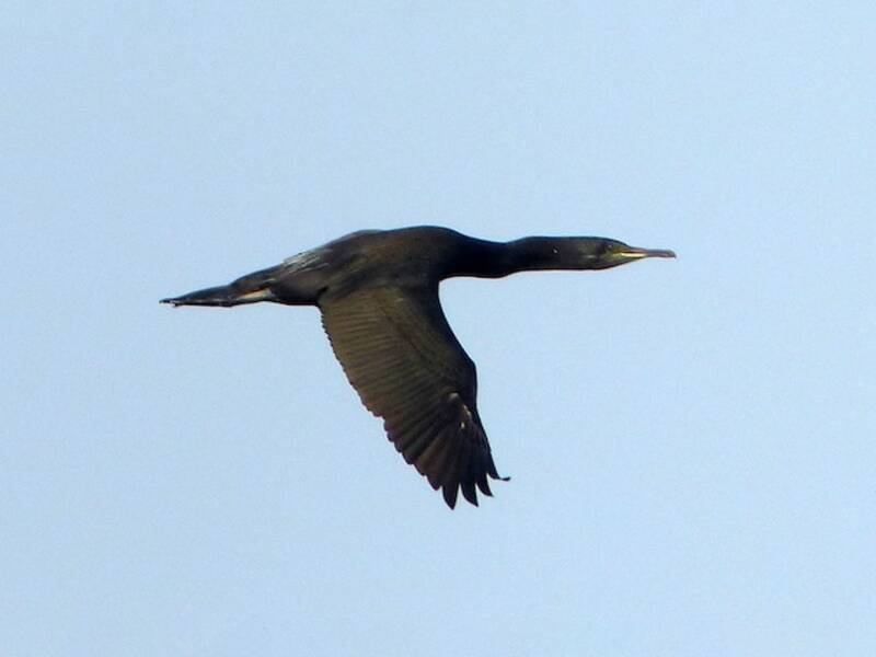 Cormorano di Socotra, Foto 4