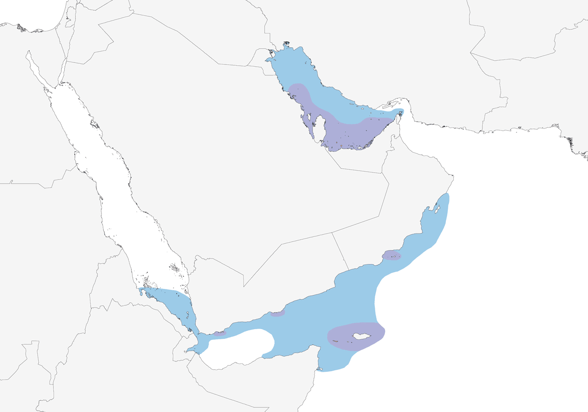 Cormorano di Socotra, Distribuzione 1