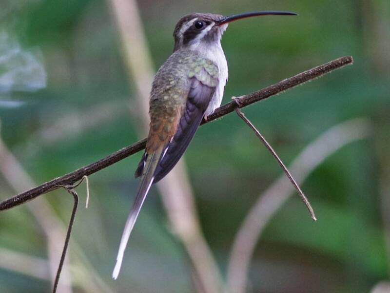 Sooty-capped Hermit (Phaethornis augusti)