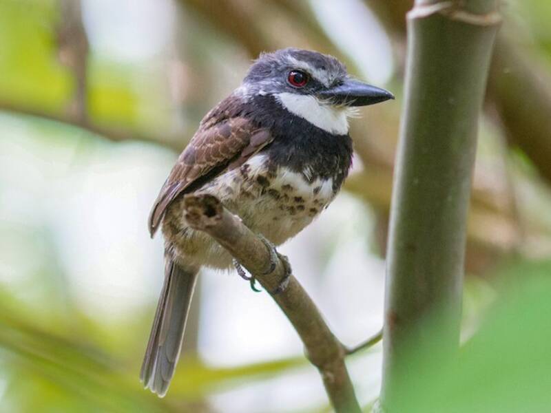 Rußkappen-Faulvogel, Fotos 2