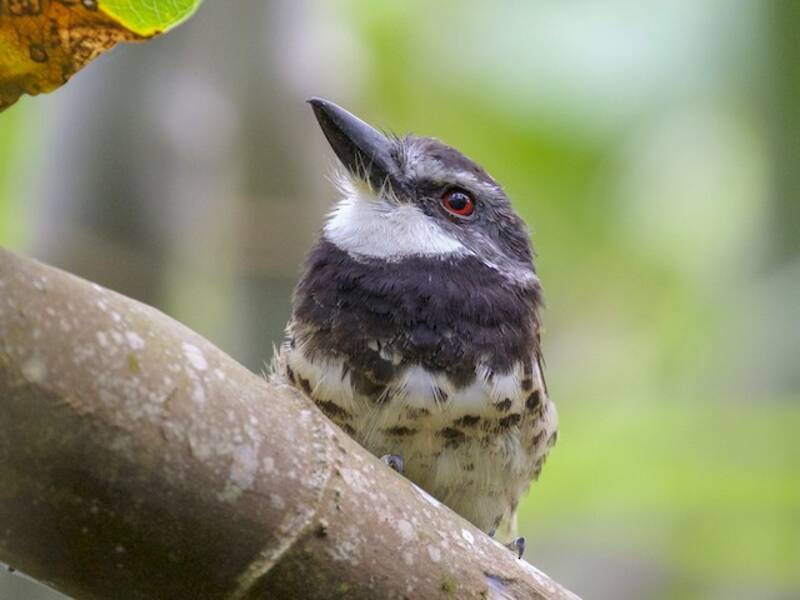 Rußkappen-Faulvogel, Fotos 3