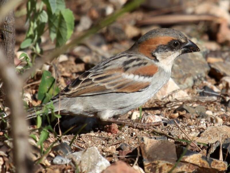 Socotra Sparrow, Photos 2