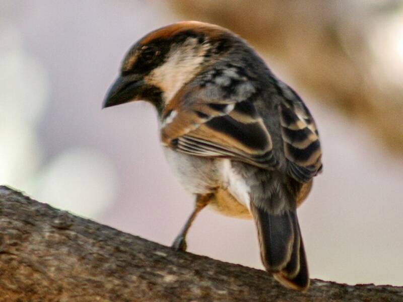 Socotra Sparrow, Photos 3