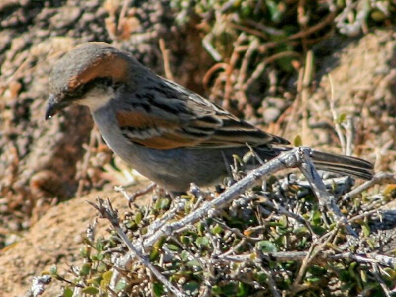 Socotra Sparrow, Photos 4