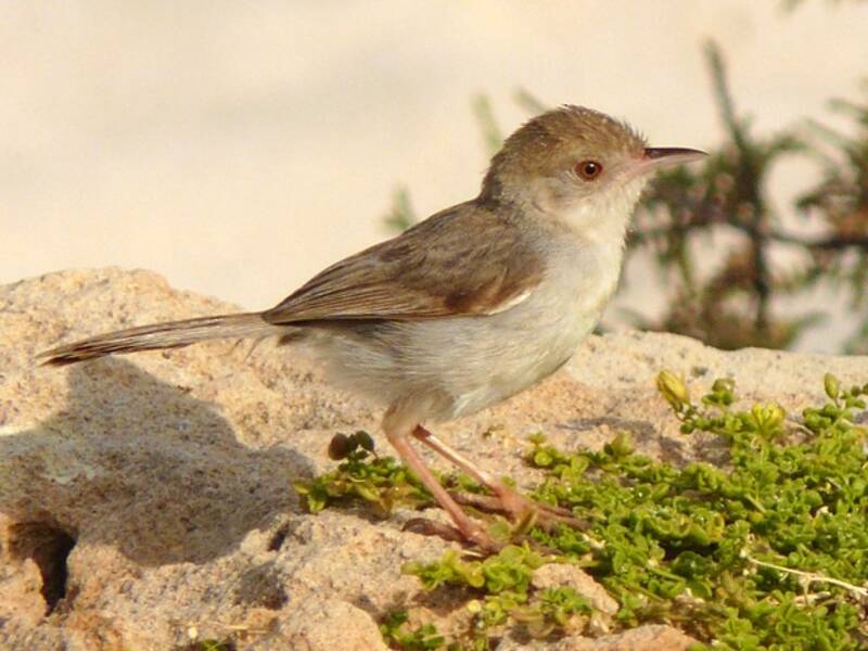 Silvicola di Socotra