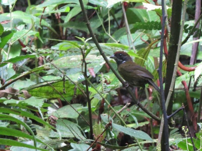 Sporophile fuligineux