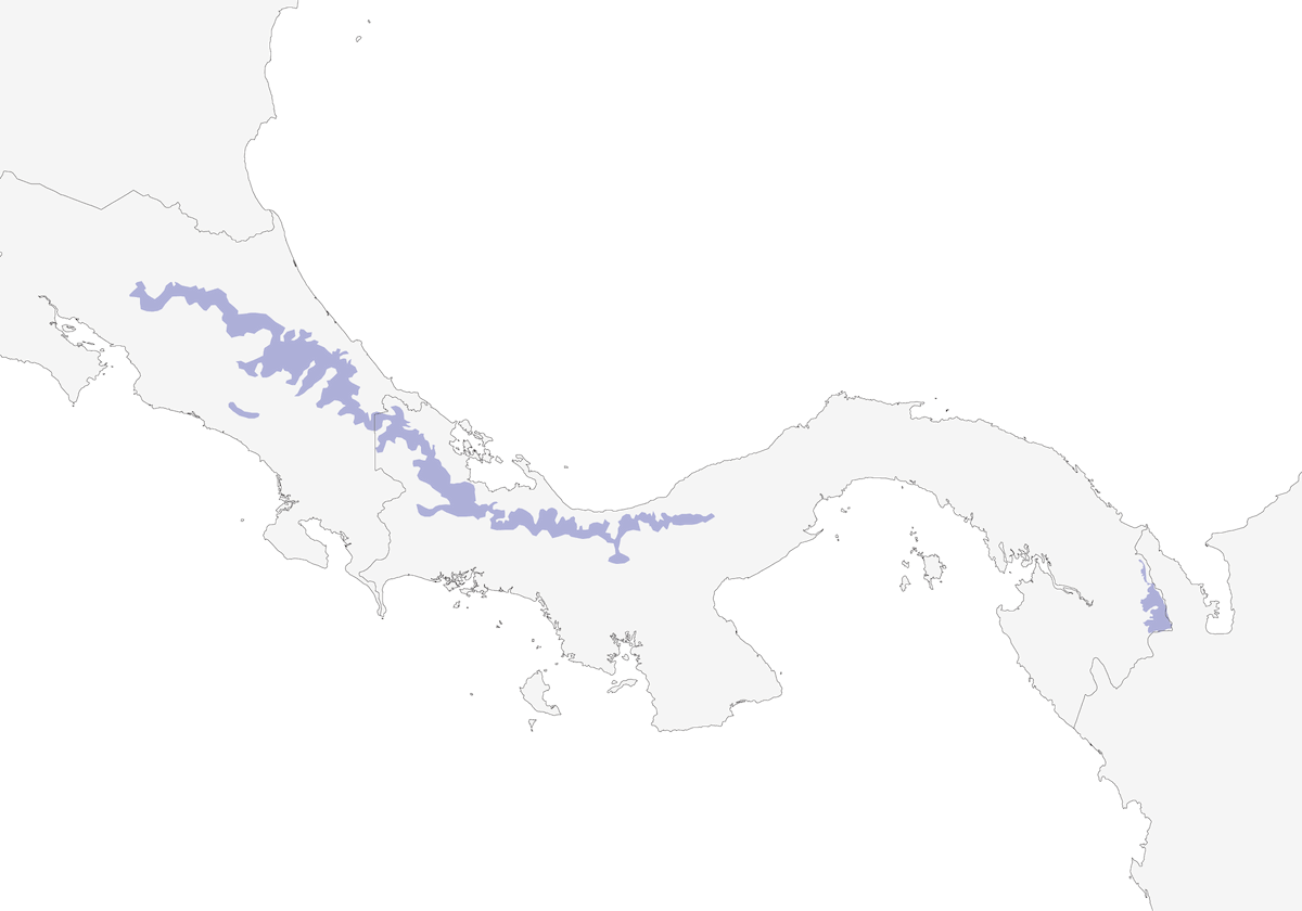 Sporophile fuligineux, Distribution 1