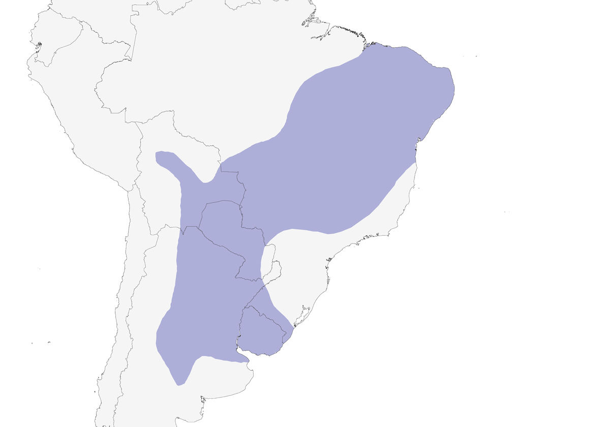 Colaespina Frentioscura, Distribución 1