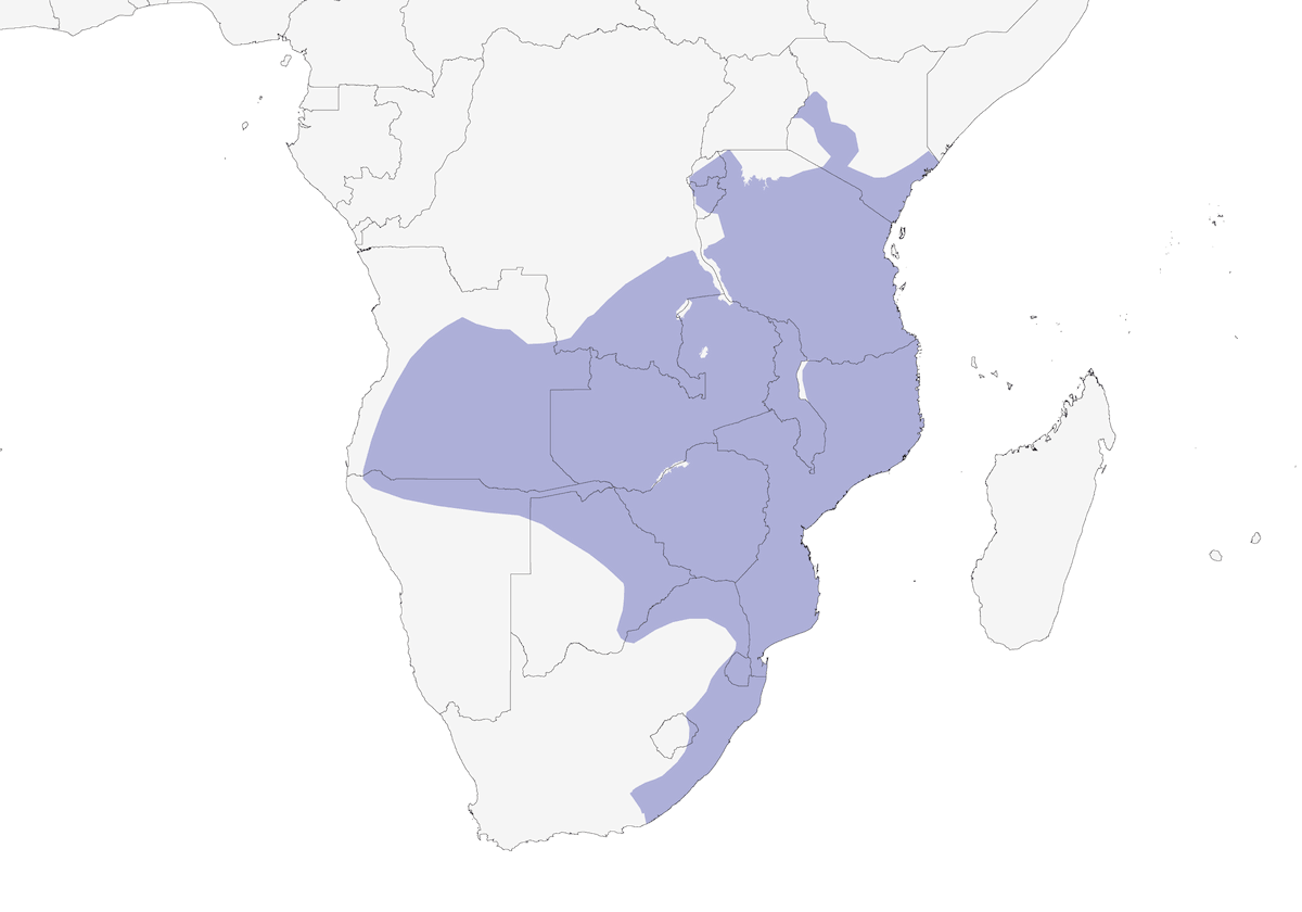 Bucorvo Cafre, Distribución 1
