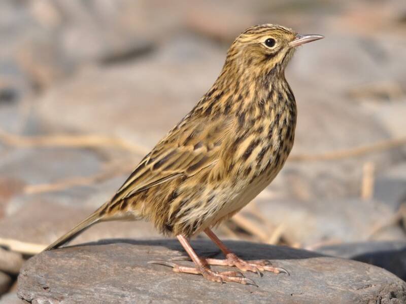 South Georgia Pipit, 照片 3