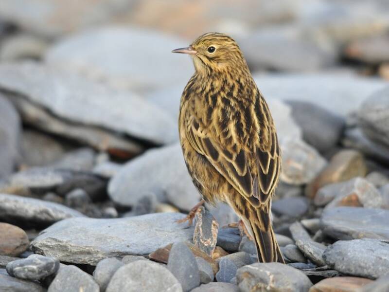 South Georgia Pipit, 照片 2