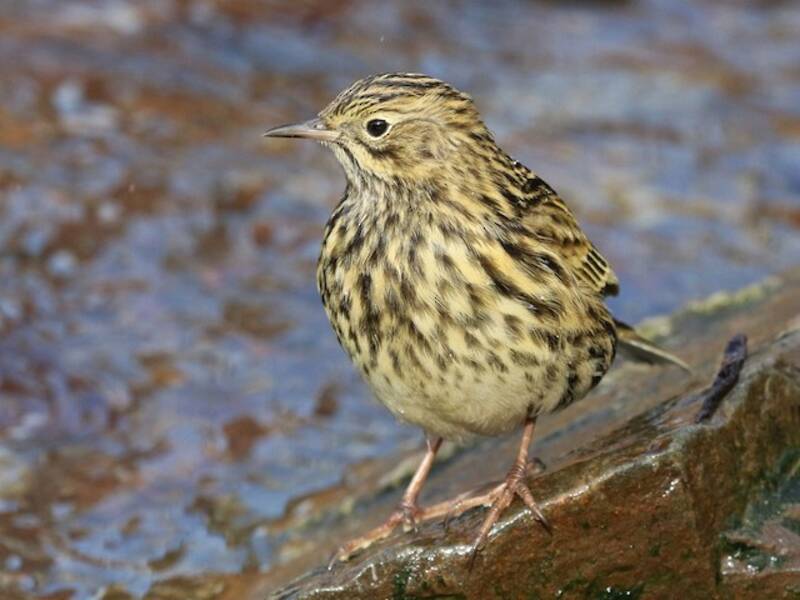 South Georgia Pipit