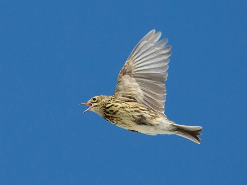 South Georgia Pipit, 照片 4