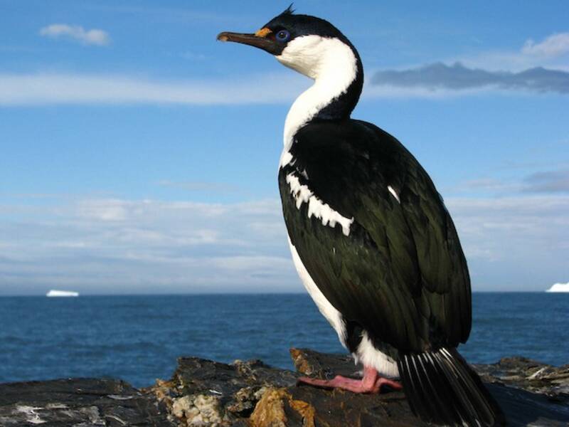 Cormoran de Géorgie du Sud, Photos 2