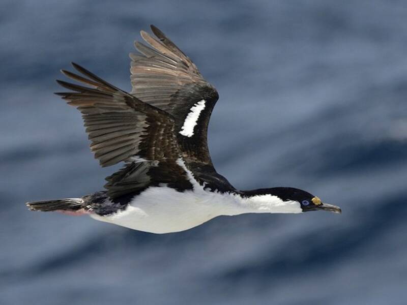 Cormoran de Géorgie du Sud, Photos 4