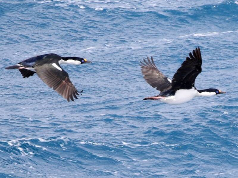 Cormoran de Géorgie du Sud