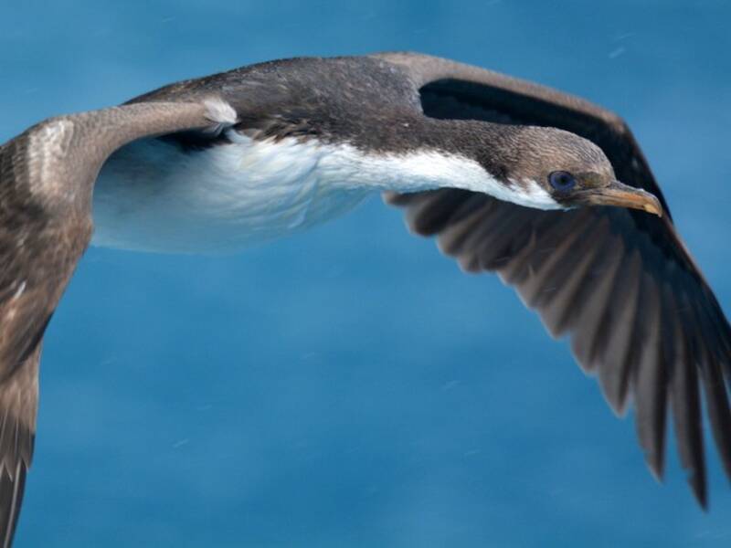 Cormoran de Géorgie du Sud, Photos 3